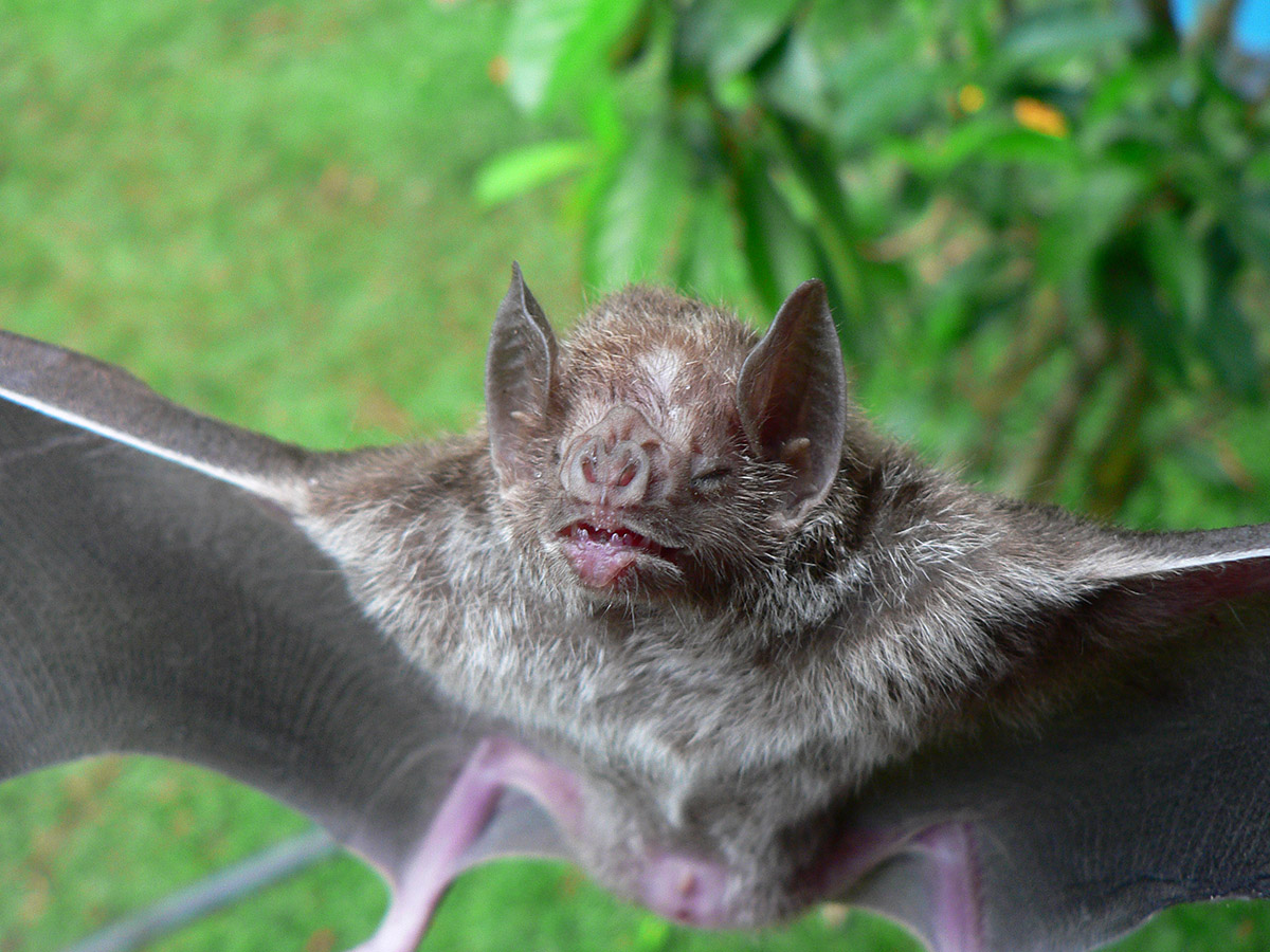 Aunque los murciélagos son hospederos de parásitos y virus, no se ha comprobado su transmisión directa a los humanos. Fotos: archivo Unimedios.