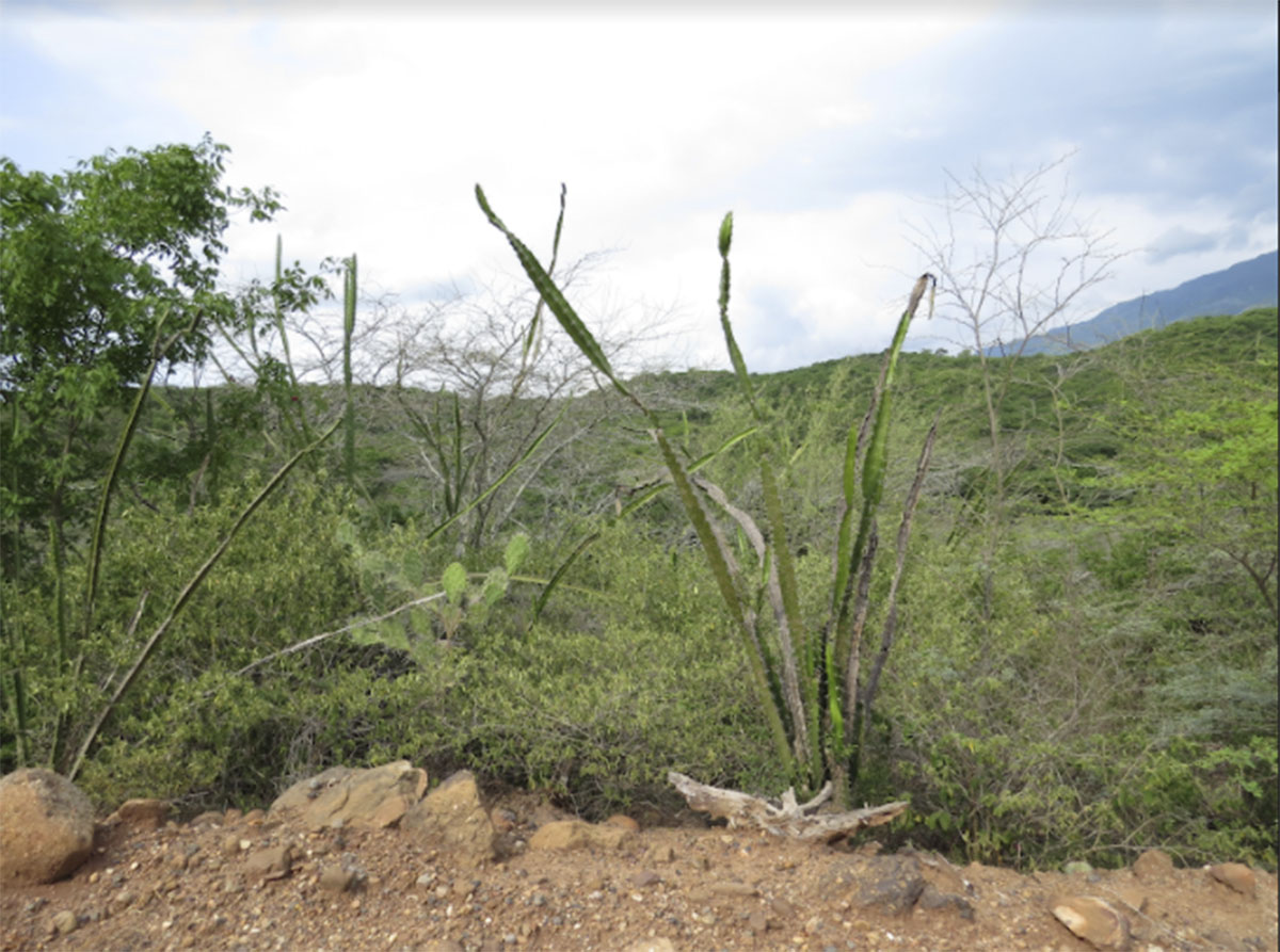 Con diferentes estrategias, la comunidad de Chaguaní espera restaurar y conservar el bosque seco tropical de su territorio. Fotos: archivo Unimedios.