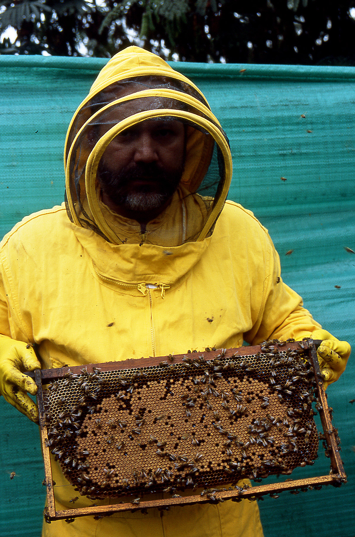 La especie Vespa mandarinia es considerada como una depredadora de abejas, por lo que puede afectar la economía de la apicultura. Fotos: archivo Unimedios.