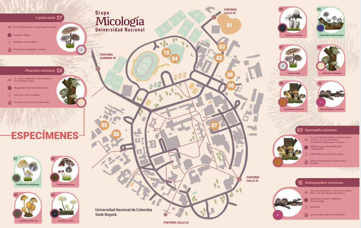 El catálogo incluye un mapa del campus para identificar los especímenes del reino Fungi en la UNAL. Fotos: profesora Yih Wen Fung.