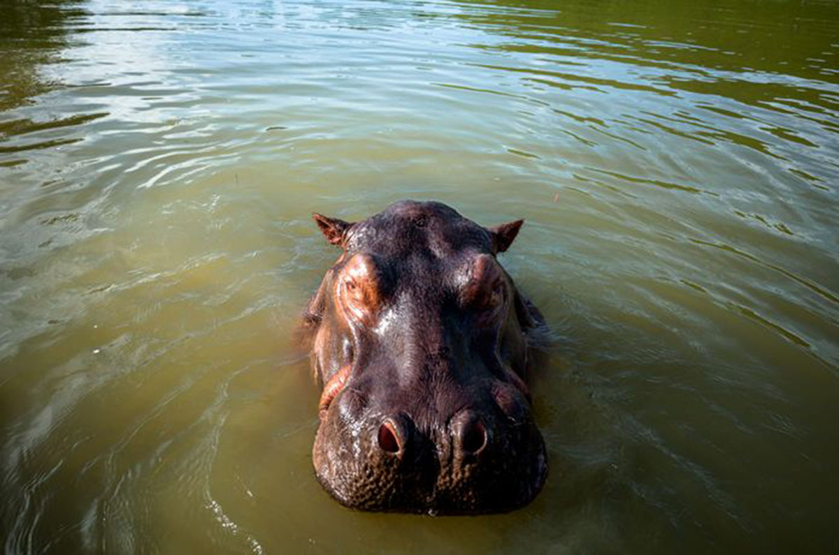Las autoridades locales estiman que actualmente hay entre 65 y 80 hipopótamos en el país.