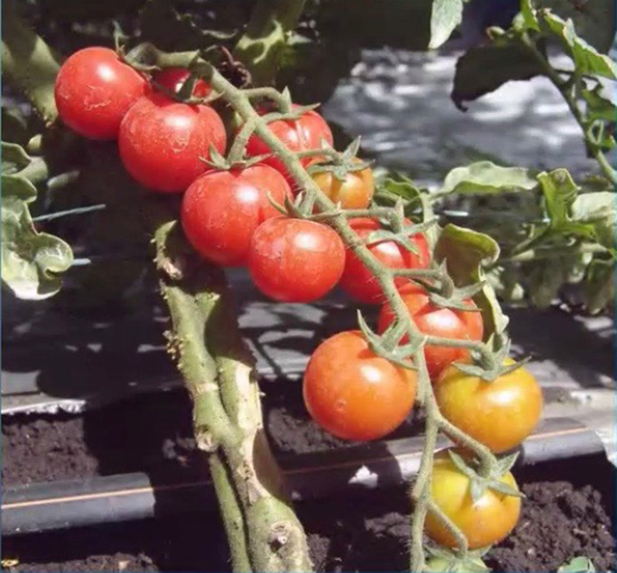 El tomate cherry tiene un alto contenido de antioxidantes, vitaminas y minerales necesarios y beneficiosos para la salud. Fotos: Programa de investigación: Mejoramiento Genético y Producción de Semillas y Hortalizas.