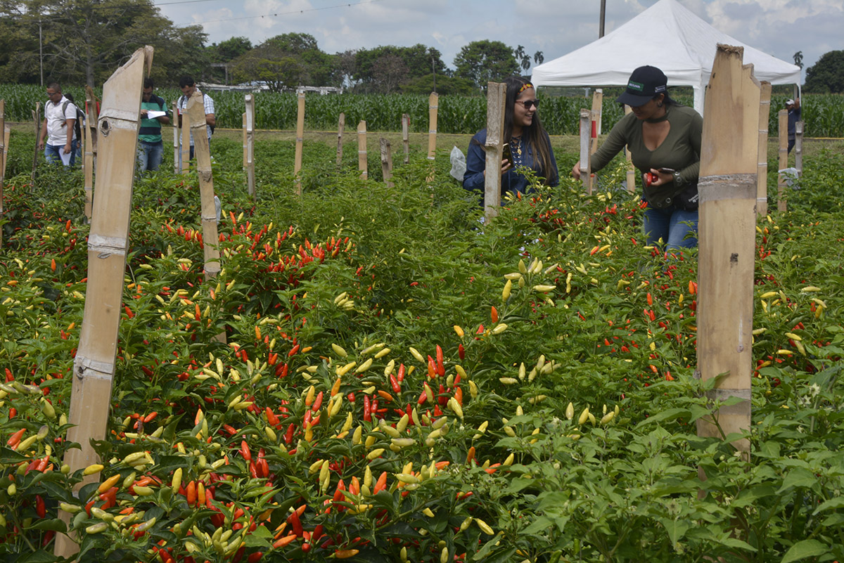 El Valle del Cauca presenta mayor rendimiento en este cultivo. Foto: Helmuth Ceballos ' Unimedios Palmira.