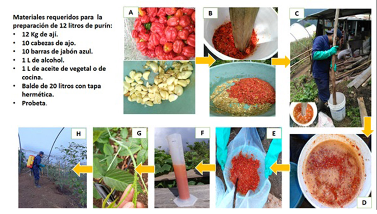 Biopreparados reducirían plagas en cultivo de mora