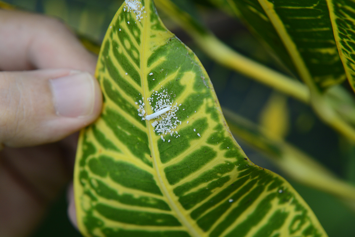 La cochinilla se alimenta de la sábila de las plantas, quitándole sus nutrientes. Fotos: Nicolás Bojacá