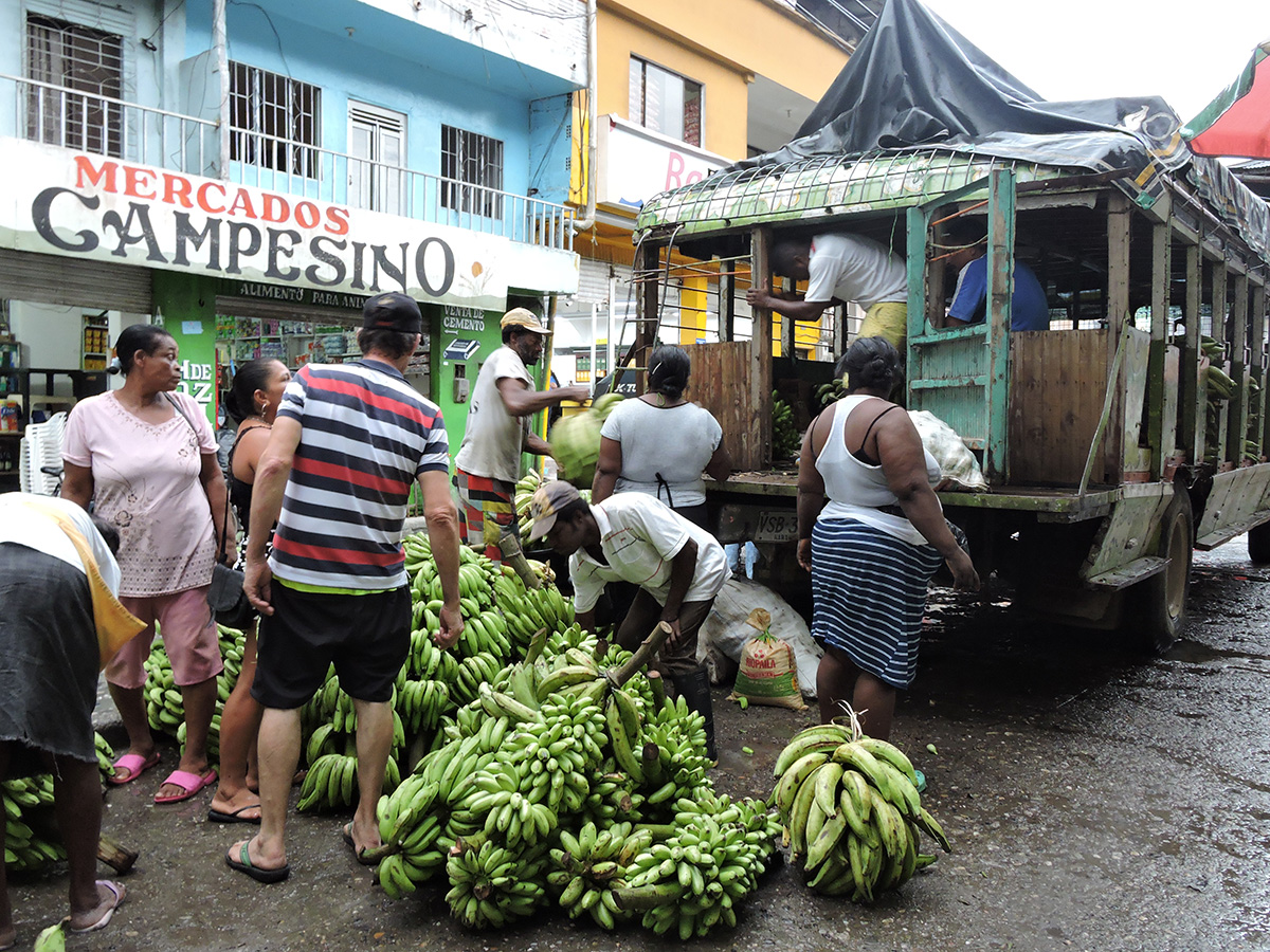 Colombia es uno de los principales productores de banano del mundo, después de Ghana, Camerún y Uganda.