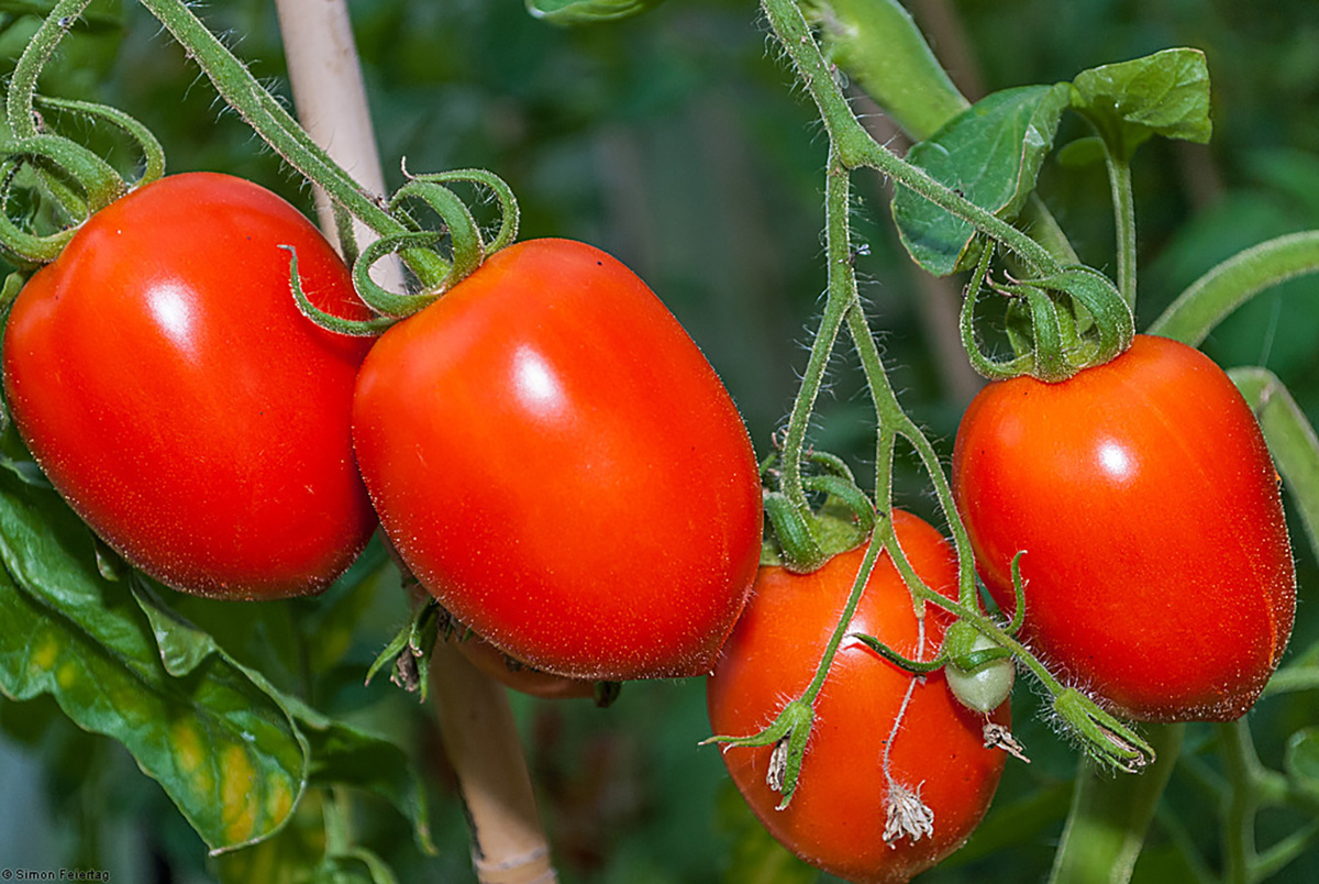 Especies silvestres de tomate como Solanum lycopersicum pueden resistir bajas temperaturas.
