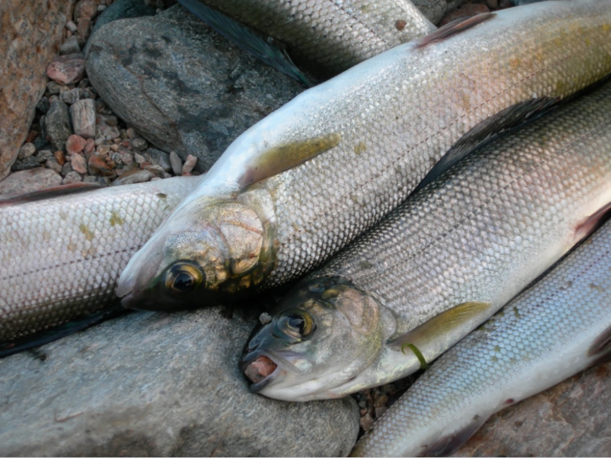 El recubrimiento de carne de pescado con propóleo ayudará a la conservación de ese alimento por varios días.
