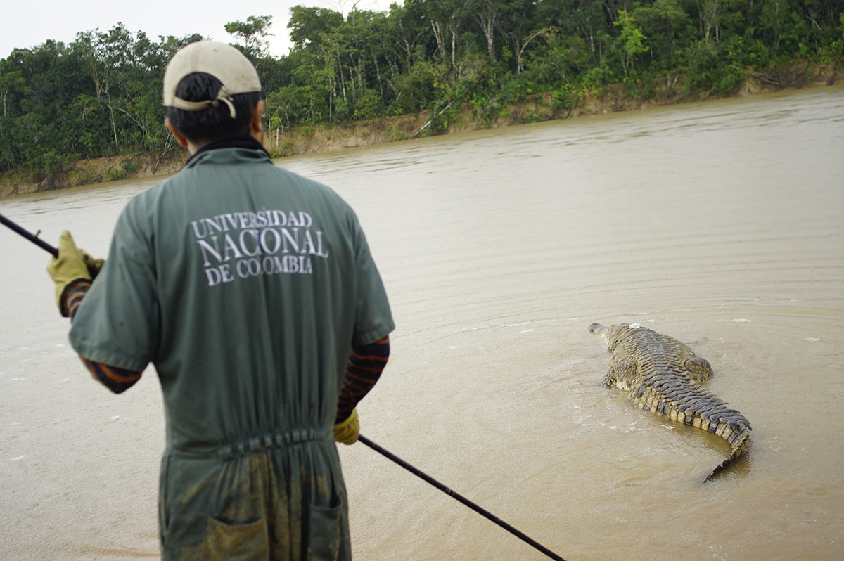 Los cocodrilos caminaron hasta sumergirse en el río. Ovidio González / Agencia de Noticias UN.