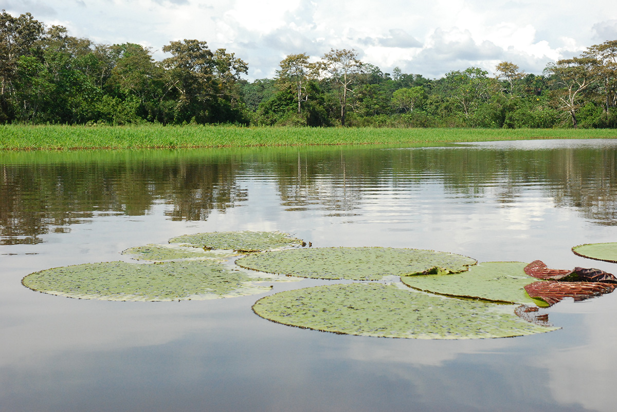 Lagos de Tarapoto, primer humedal protegido de la Amazonia colombiana.