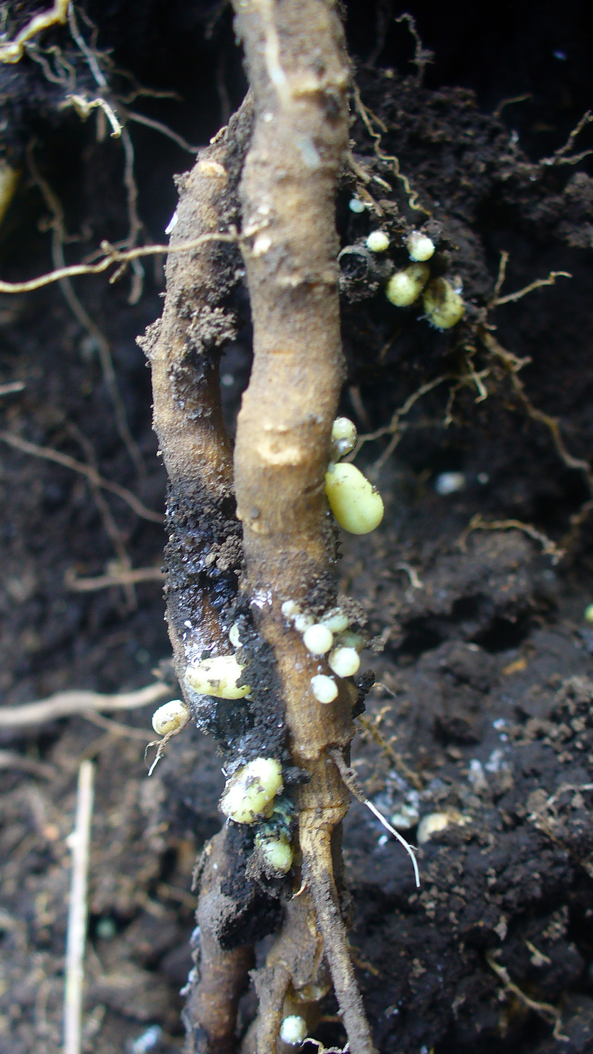 La cochinilla, o perla de tierra colombiana, se alimenta de las raíces de las plantas de mora. Fotos: cortesía Elizabeth Meneses Ortiz.