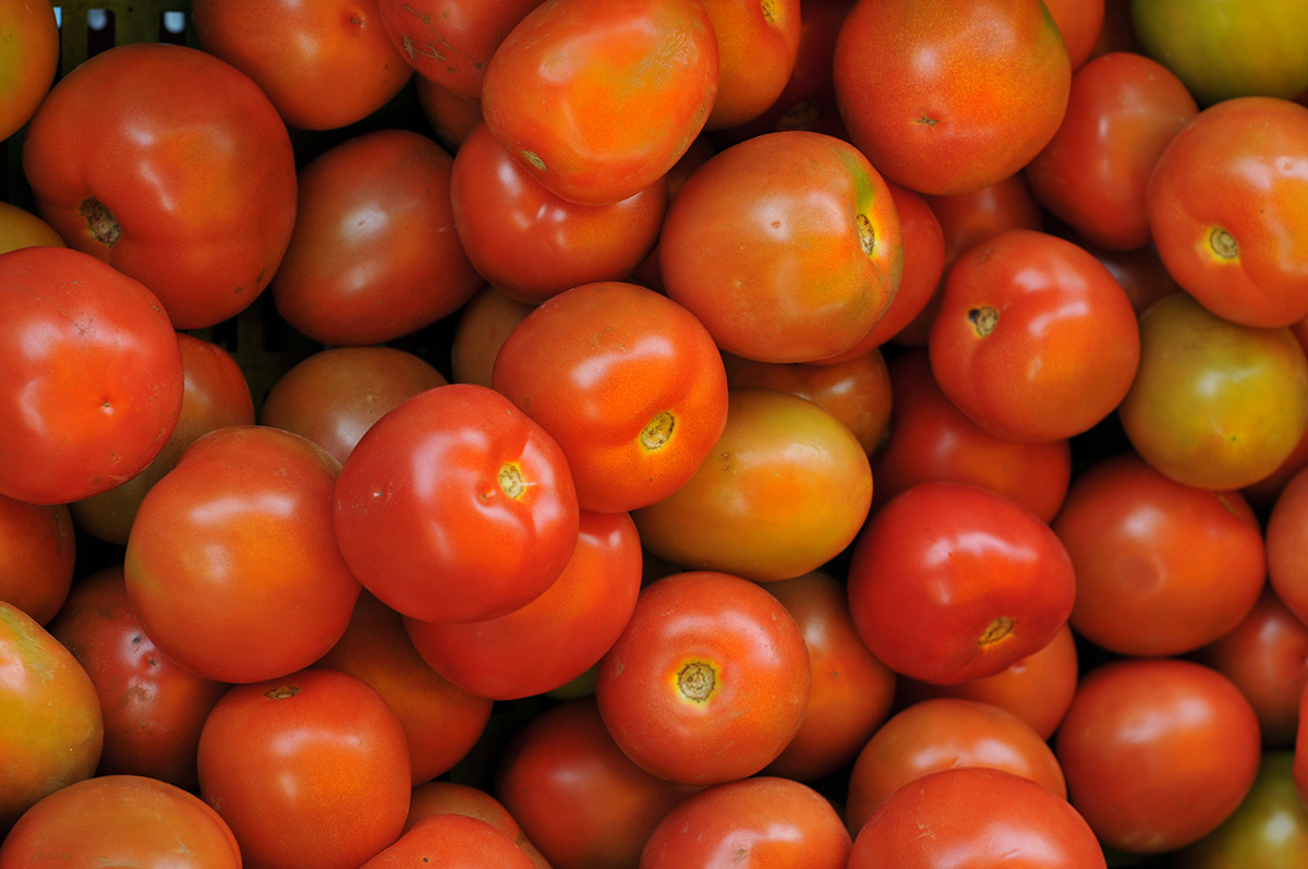 El tomate es una de las hortalizas de mayor producción en el mundo. Foto: archivo-Unimedios