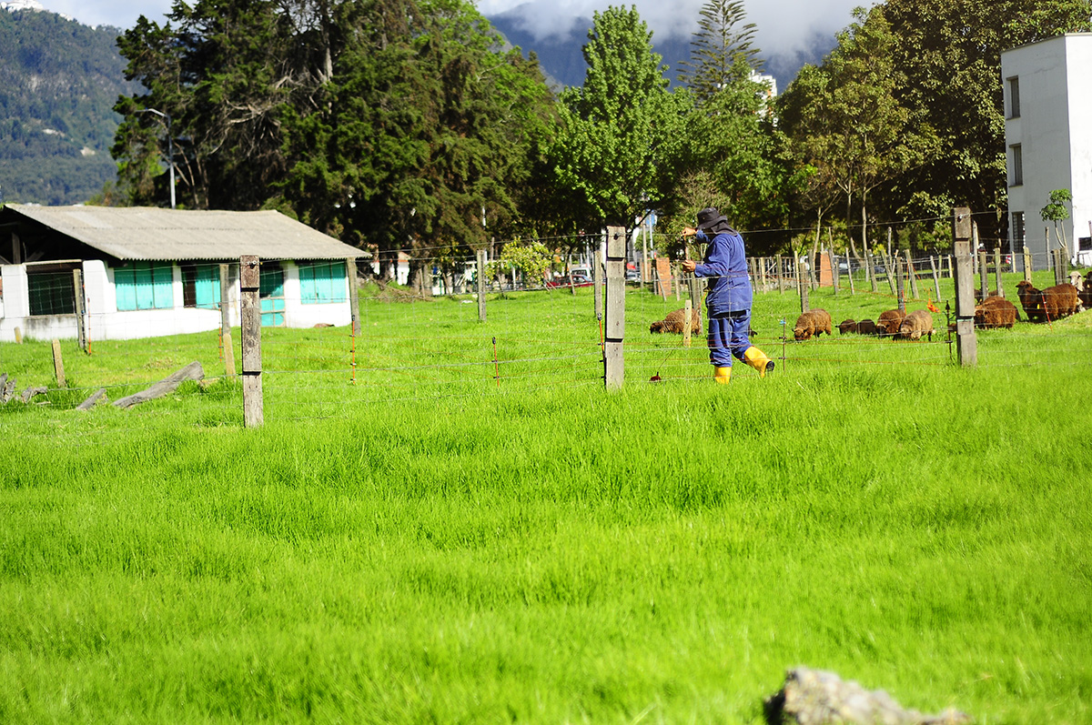 Para pasturas de kikuyo a 2.500 m en Ubaté, sin fertilización, el tiempo adecuado de cosecha estaría entre 4 y 5 hojas por rebrote. Fotos: archivo particular