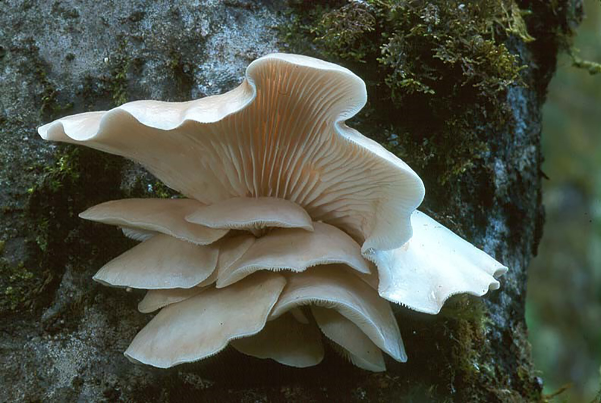 Pleurotus ostreatus, conocido como champiñón ostra, es una especie de hongo que se distribuye en gran parte de las zonas templadas y es comestible.