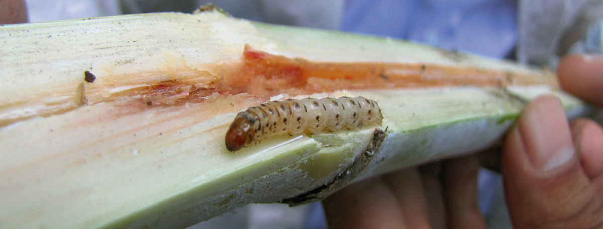 Estos insectos, conocidos como barrenadores del tallo, ocasionan grandes pérdidas económicas a los cultivadores de caña de azúcar. Foto: cenicana.org