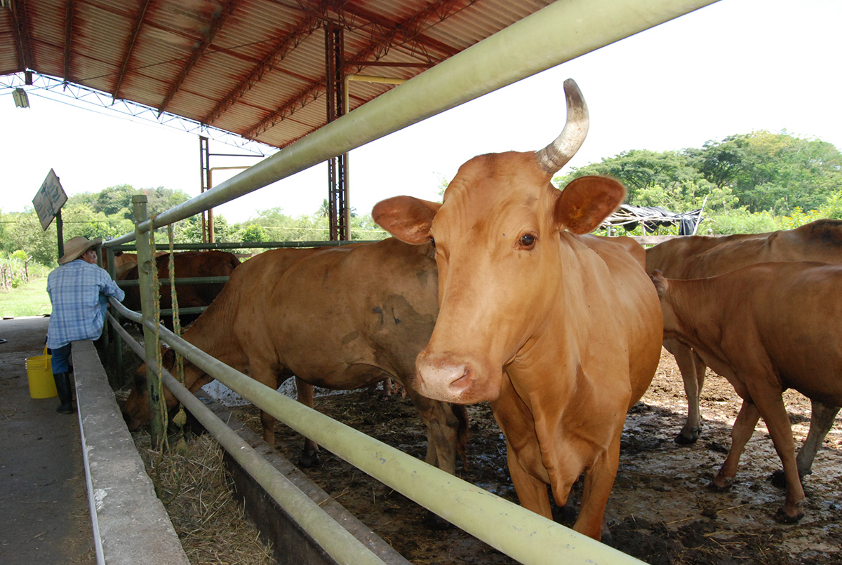 Las mayores pérdidas durante el proceso de producción se dan durante el transporte, por hematomas, fracturas y estrés.