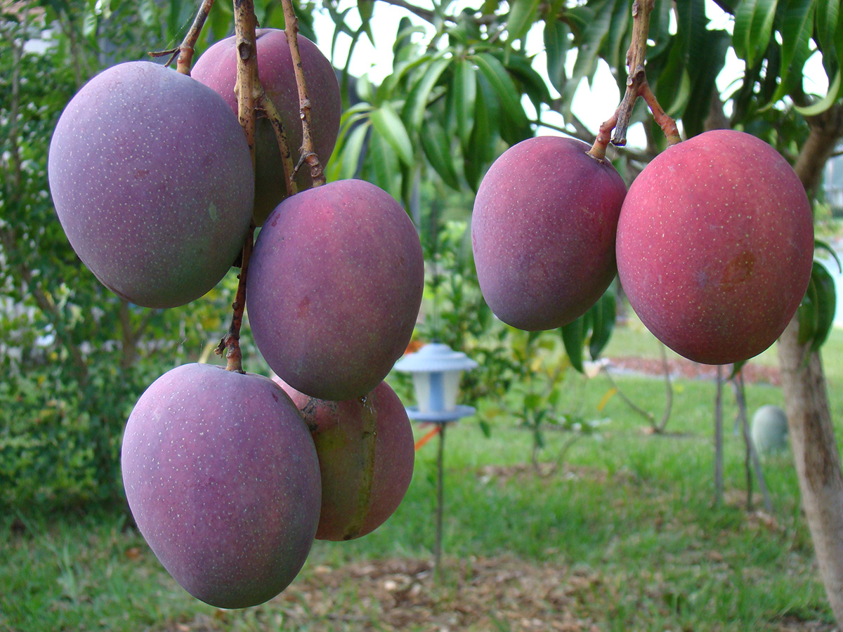 El procesamiento agroindustrial del mango genera subproductos como cáscaras y semillas que representan del 35 al 60 % de la fruta. Foto: archivo Unimedios.