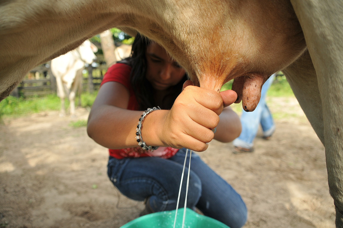 En el estudio se evaluó el uso de subproductos de papel como suplemento para la alimentación de vacas lecheras en Ubaté. Foto: Agencia de Noticias - Unimedios