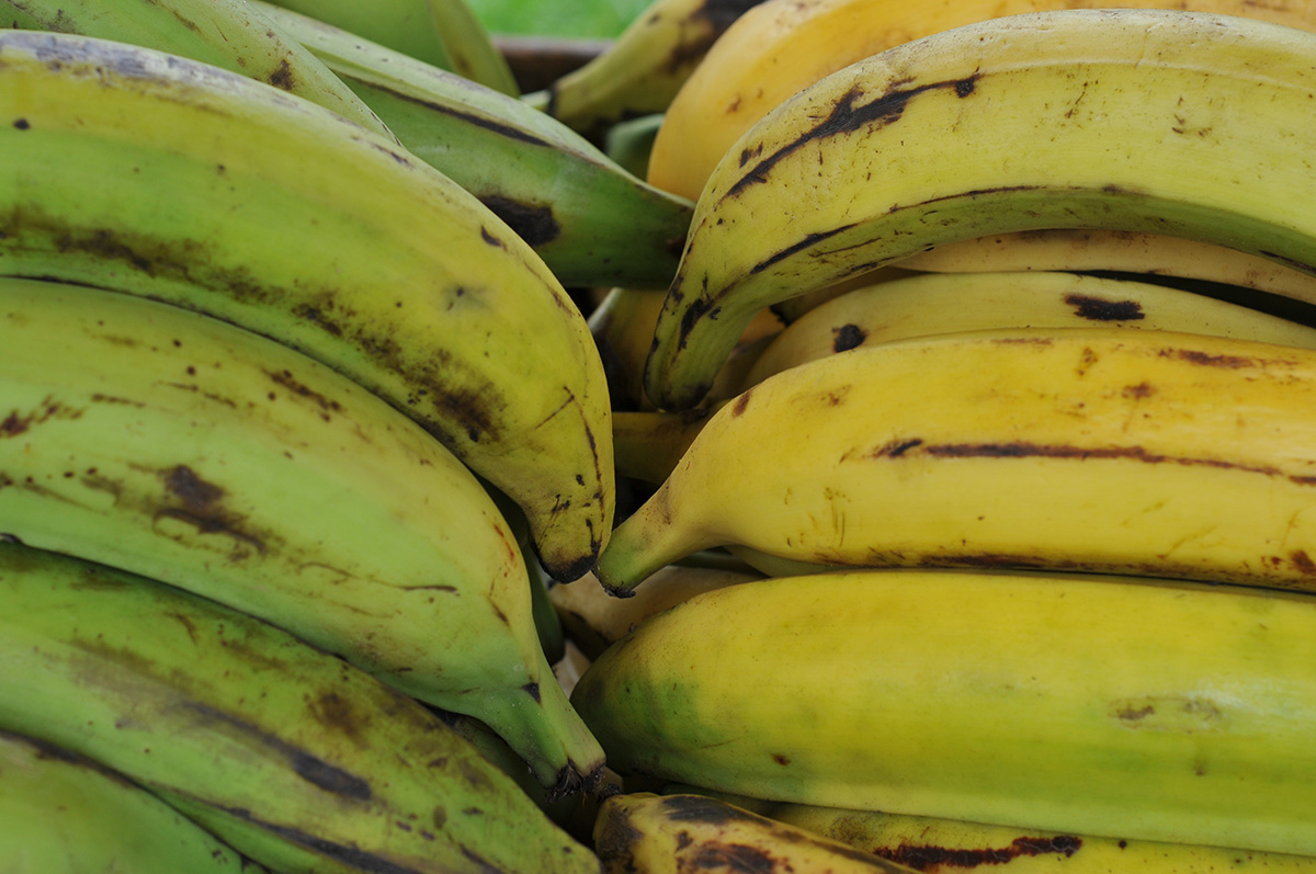 Fusarium oxysporum raza 4 tropical (Foc R4T) es un hongo devastador que ataca el 80 % de los bananos cultivados en el mundo.