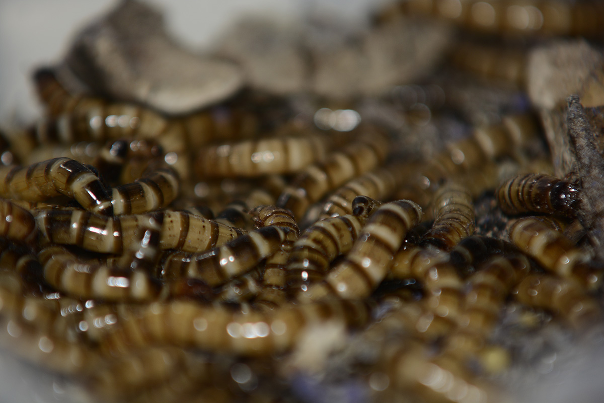 Por sus niveles elevados de proteínas, grasas y minerales, los insectos se pueden incorporar a los alimentos. Fotos: Nicolás Bojacá - Unimedios