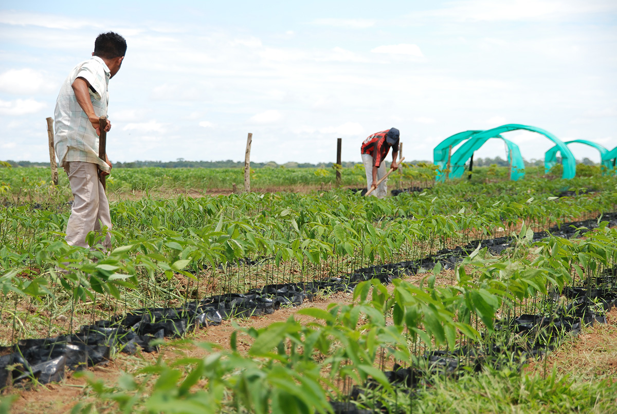 El sector que más aporta a las emisiones en el territorio nacional es el de la agricultura, silvicultura y otros usos de la tierra (Afolu). Foto: Agencia de Noticias - Unimedios