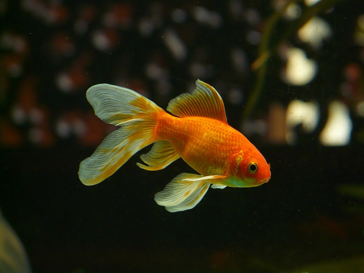 El biomodelo de peces goldfish presenta importantes similitudes moleculares y químicas con el del ser humano. Foto: archivo Unimedios.