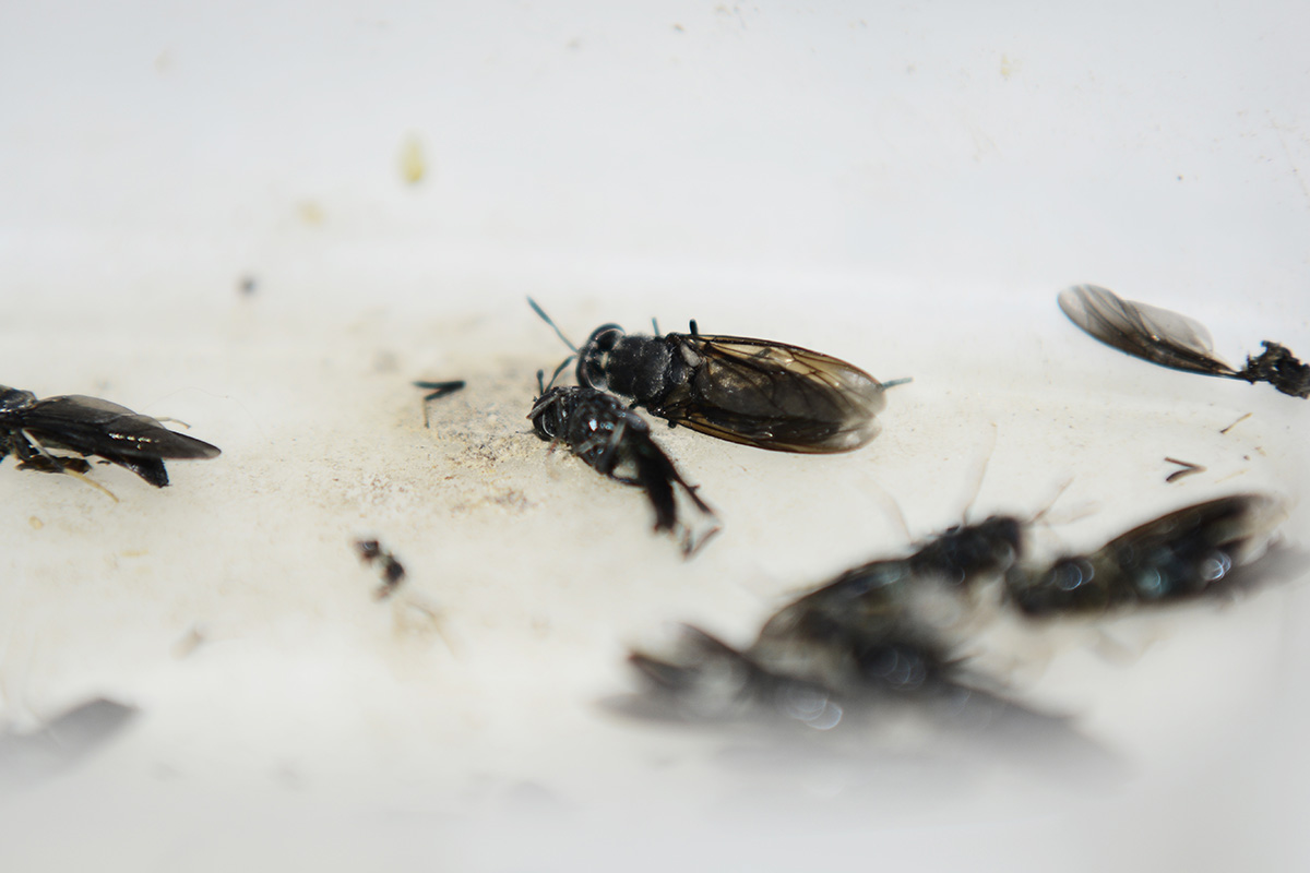 El valor nutricional de la mosca soldado negra en la alimentación animal permite sustituir el 25 % de la harina de pescado usada para este fin. Fotos: Nicolás Bojacá - Unimedios