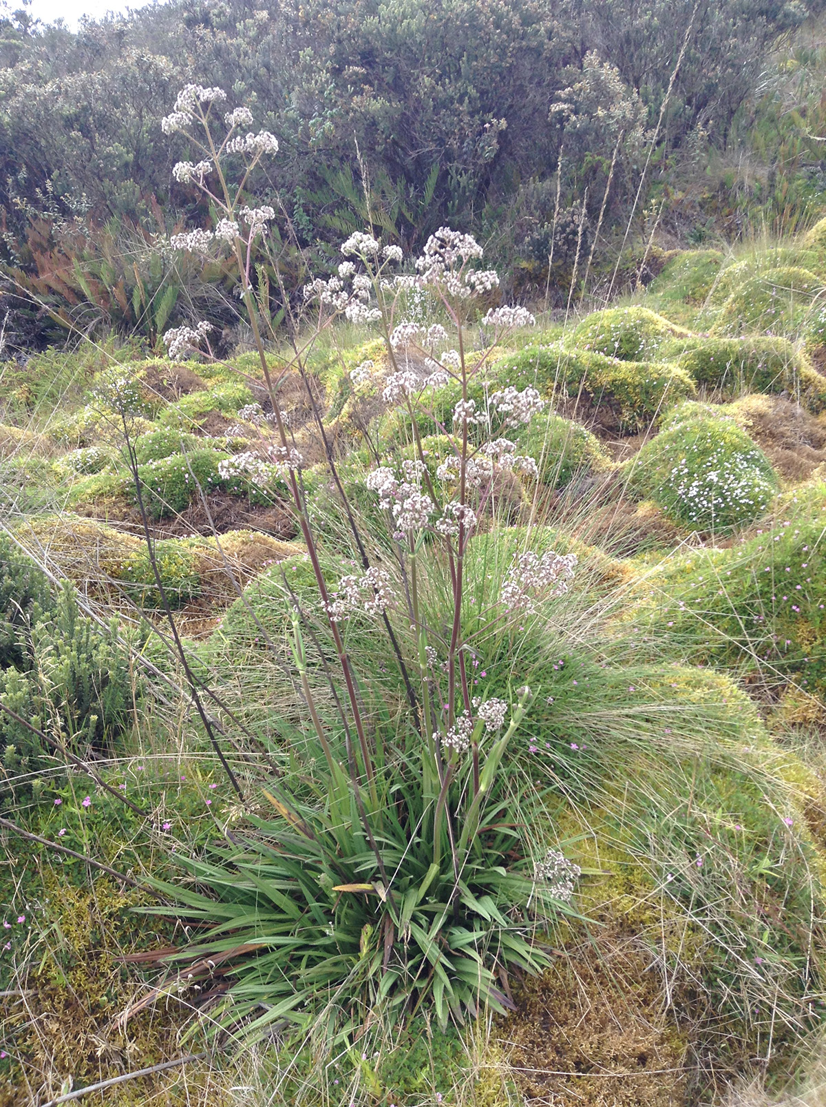 La Valeriana pilosa es una especie que se encuentra distribuida en Ecuador, Perú y Colombia. Foto: Luis Arcos.