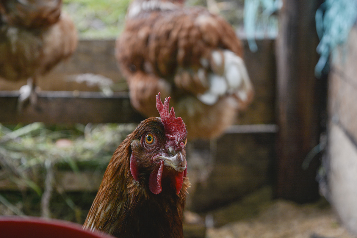 La etapa de sacrificio es la que presenta mayor riesgo de contaminación por Campylobacter. Foto: Agencia de Noticias - Unimedios