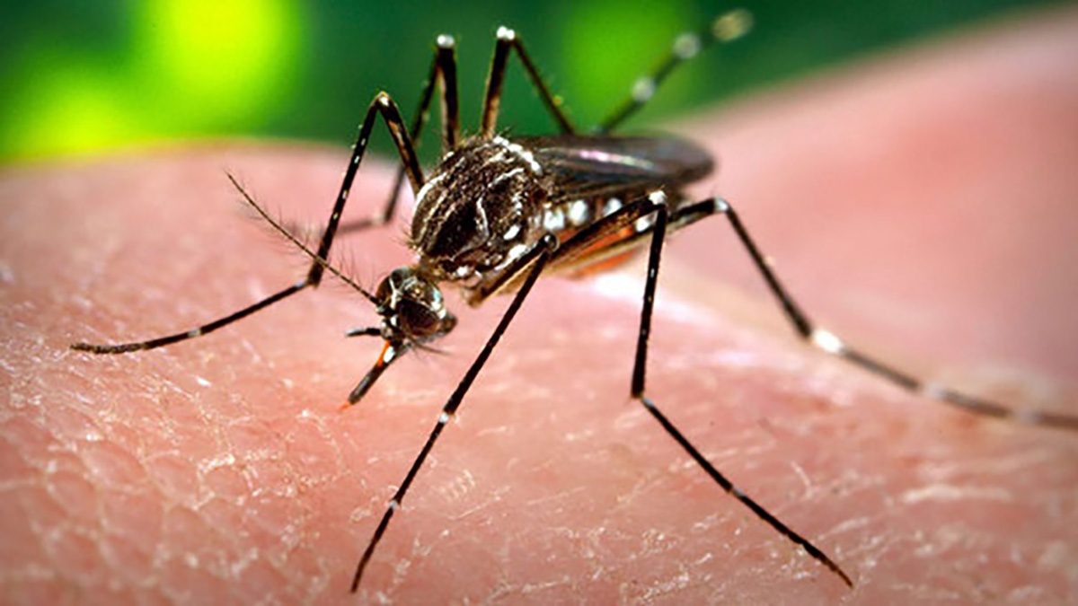 Pequeñas variaciones de altitud llevan a cambios importantes en la ocurrencia de esta enfermedad viral originada por Aedes aegypti. Foto: Creative Commons.