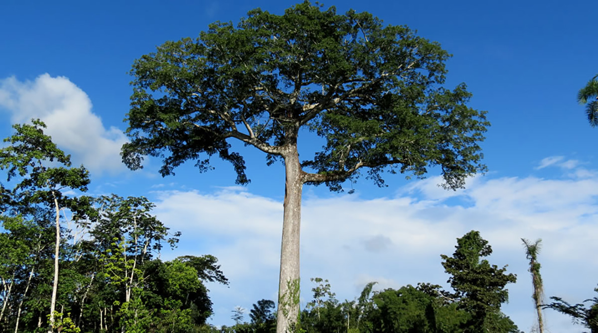 Según cifras del DANE, para 2016 el 11,5 % del a'rea rural a nivel nacional y el 0,61 % de las Unidades Productivas Agropecuarias (UPA) se encontraban en PNN. Foto: Parques Nacionales Naturales