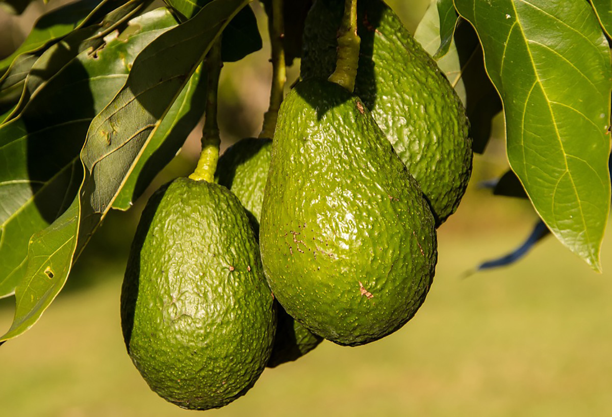 Se ha calculado que el 80 % de los aguacates que se consumen en el mundo son de la variedad Hass. Foto: archivo Unimedios.