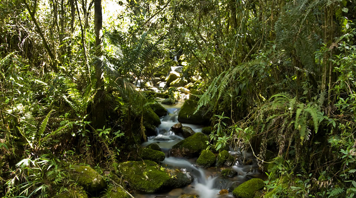 El Santuario de Fauna y Flora Iguaque está ubicado entre los municipios de Chíquiza, Villa de Leyva y Arcabuco (Boyacá). Foto: Hernán-Lopera, tomada de www.parquesnacionales.gov.co