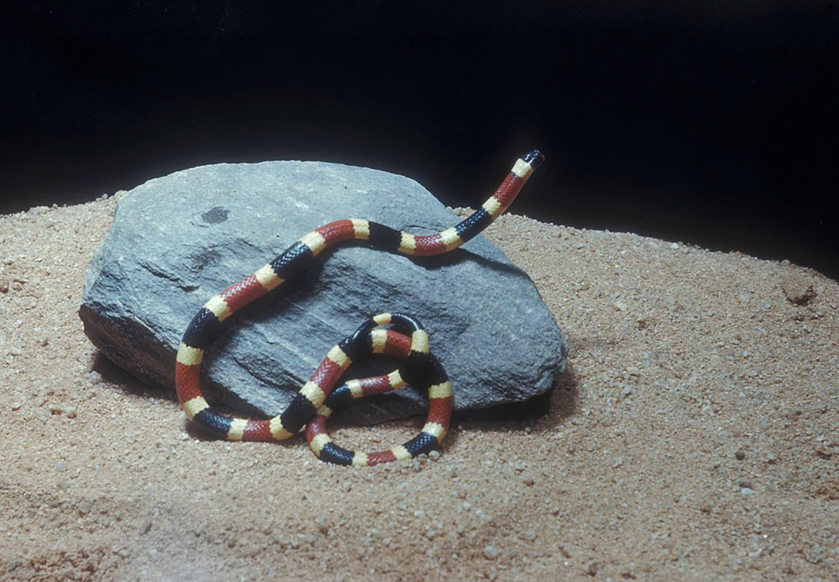 Micrurus es un género de serpientes venenosas de la familia Elapidae, conocidas como coralillos, corales o serpientes de coral. Foto: Agencia de Noticias - Unimedios