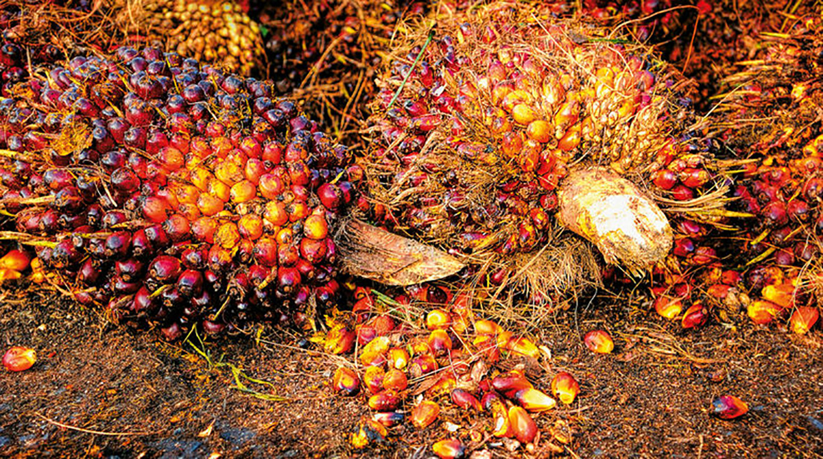 La palma de aceite, o palma africana (E. guineensis) es una planta tropical propia de climas cálidos. Fotos: archivo Unimedios.