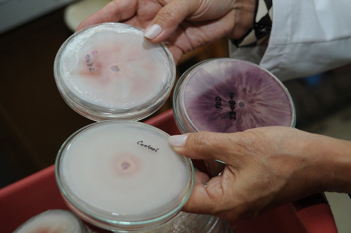 El marchitamiento vascular causado por Fusarium oxysporum f. sp. dianthi (Fod) es la enfermedad que más afecta al clavel. Fotos: Agencia de Noticias - Unimedios