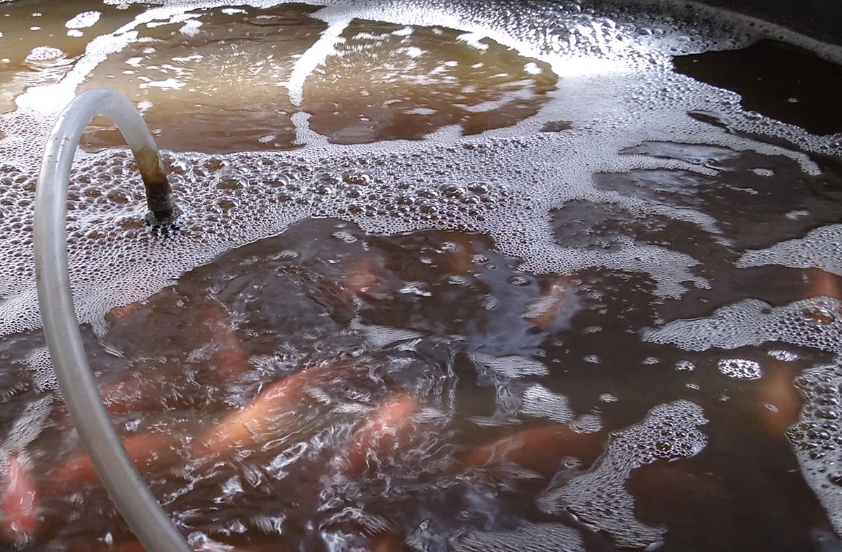 Los sistemas biofloc son herramientas de la piscicultura que permiten mantener la calidad del agua. La investigadora evalúo la utilización de fuentes de carbono que afectan el peso corporal de los animales. Fotos: Nelly Yaneth Velasco, magíster en Ciencias Agrarias, UNAL Sede Palmira.