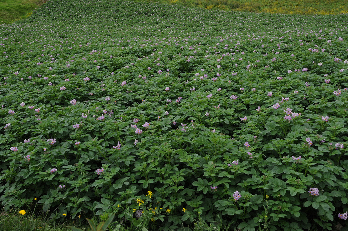 En 2016 Colombia alcanzó una produccio'n estimada de 2.623.700 toneladas de papa por hectárea, en 126.100 hectáreas. Fotos: archivo Unimedios