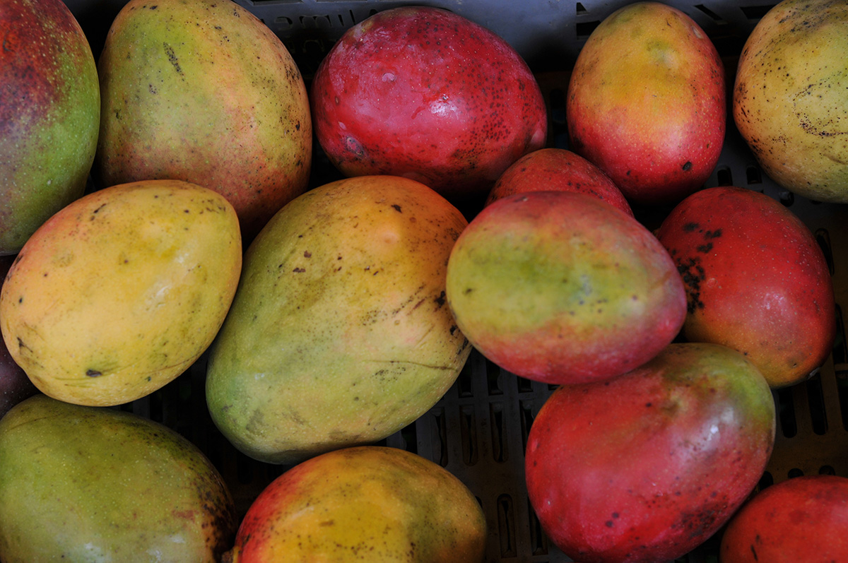 En la provincia del Tequendama, 'despensa frutícola del centro país', se destaca la producción de mango. : Fotos: archivo Unimedios