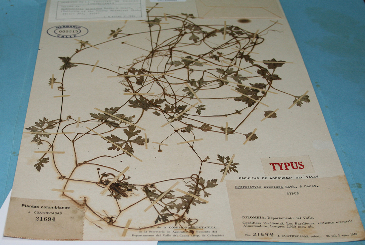 Visionado de la digitalización de uno de los ejemplares del Herbario Josep Cuatrecasas Arumí de la Sede Palmira.