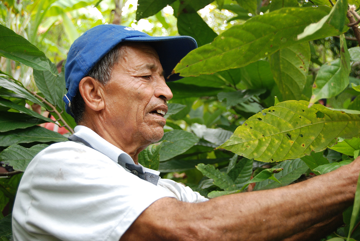 En Palmira, 75 mil hectáreas hacen parte de las zonas de ladera en las que se presentan prácticas de agricultura familiar o integran zonas de reserva. (Foto Archivo Unimedios)