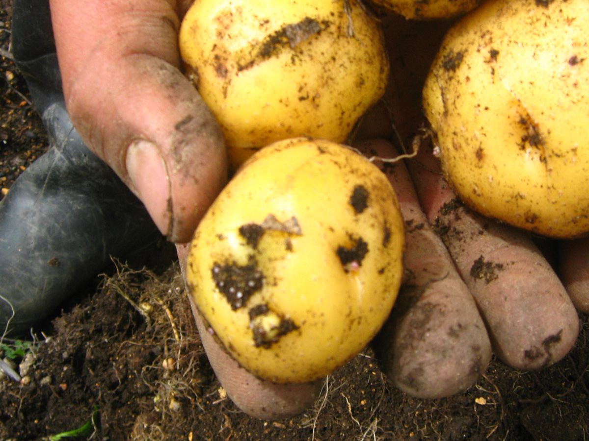 El proyecto de la U.N. 'Ampliación de la producción de papas amarillas más nutritivas en Colombia' empieza un segundo capítulo.