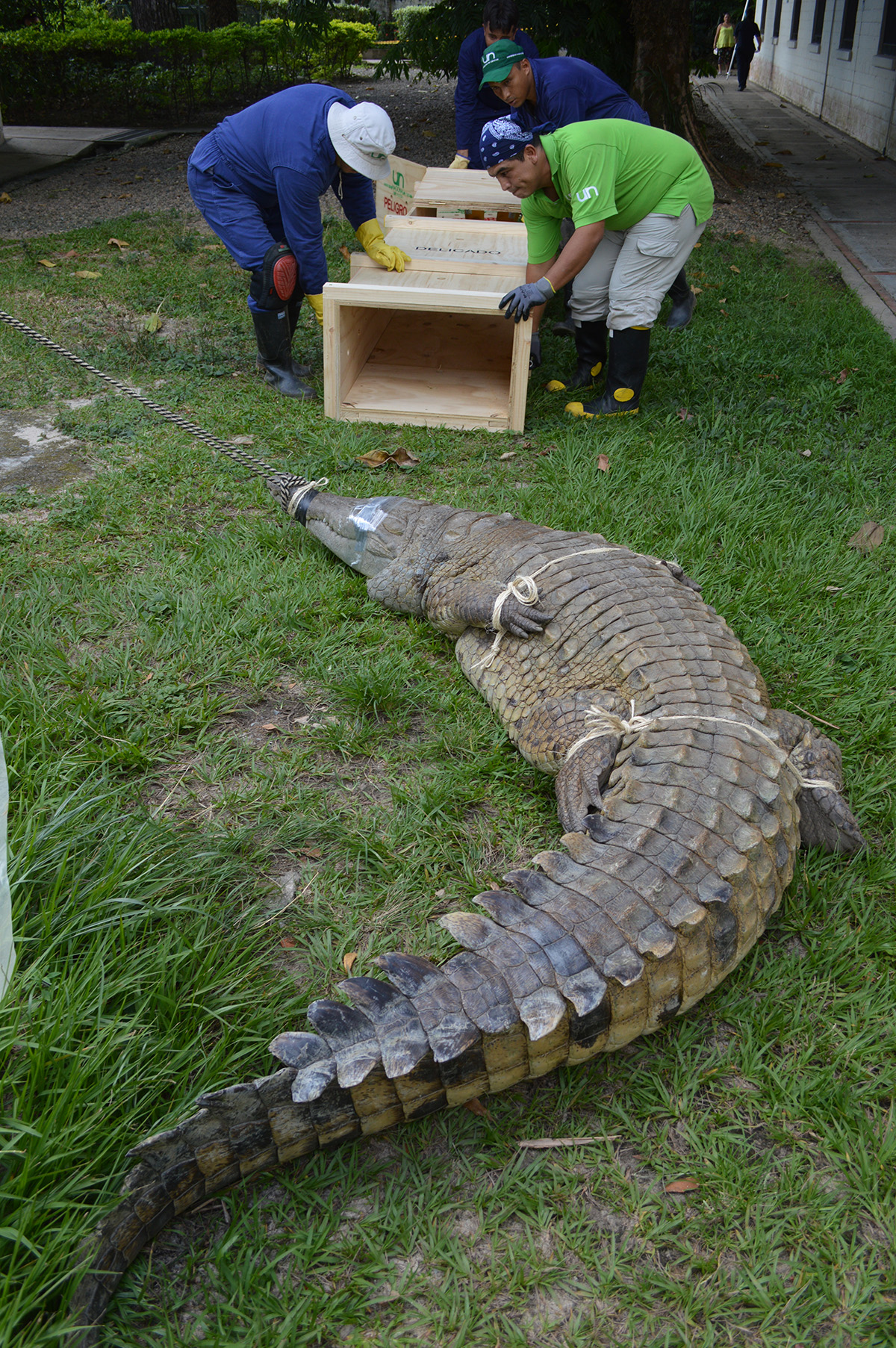 Cocodrilos liberados por la . se adaptan en su territorio