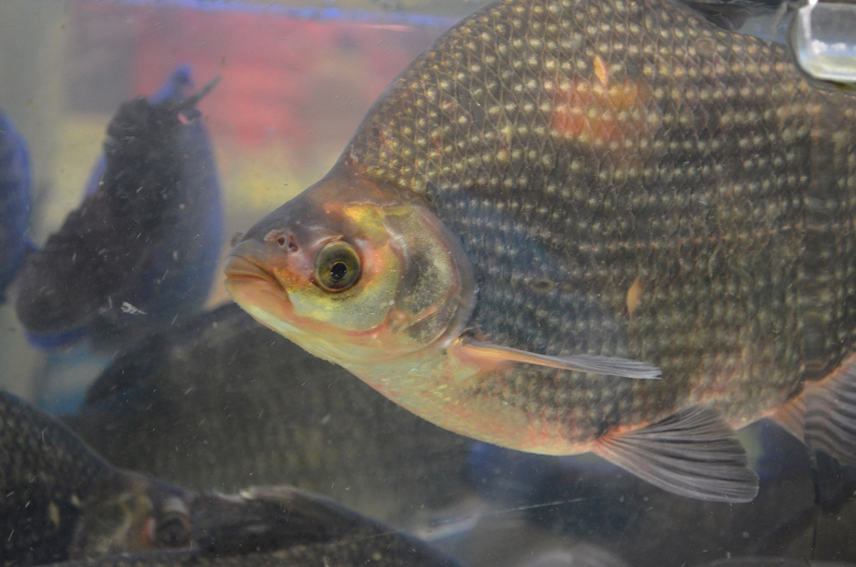 Tilapia production is essential for emerging economies. Controlling pests is a challenge for fish farmers.