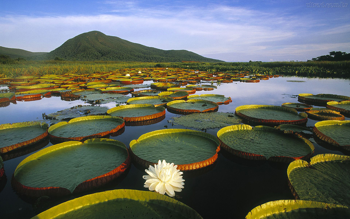 The Amazon region was showcased during the Fulbright lecture.