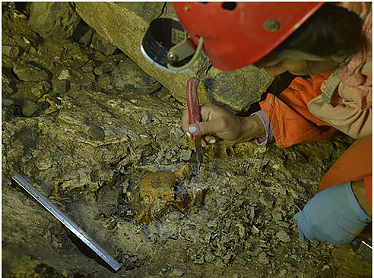 The fossils are mammal vertebrae and jawbones among others.