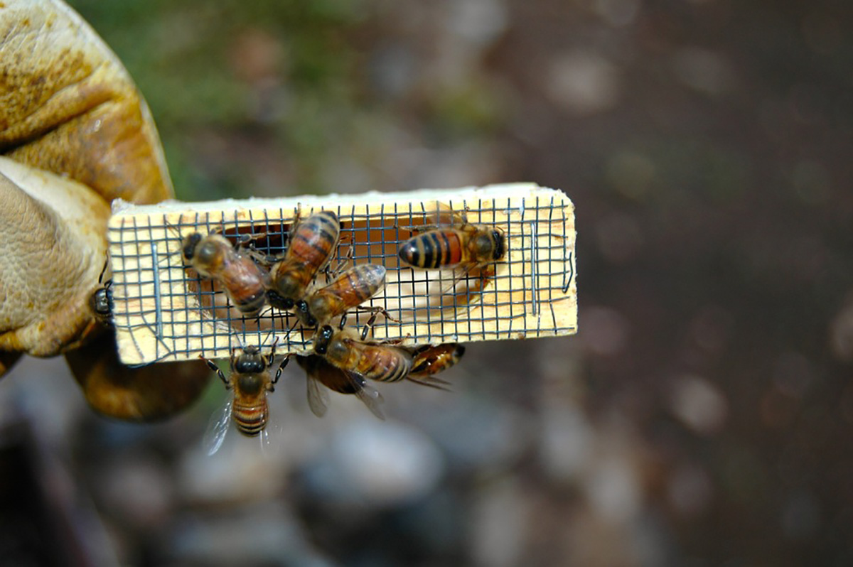 Any person to become a beekeeper could use this new technology as a business alternative.