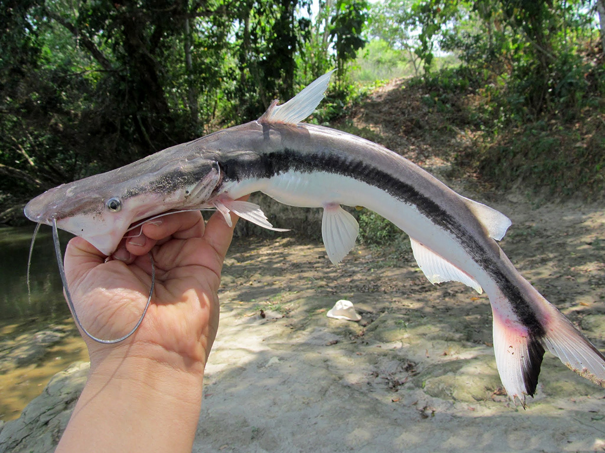 The trans-Andean shovelnose catfish (Sorubim cuspicaudus) was one of the fished studied with the genetic tools. Photo: www.espaciodepesca.com