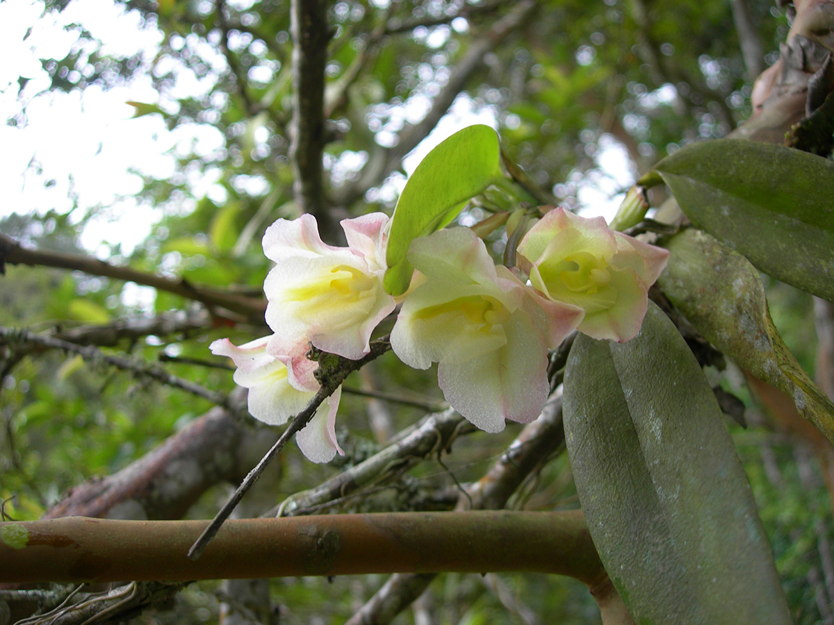 Orquídeas tropicales adaptan sus hojas para buscar la luz