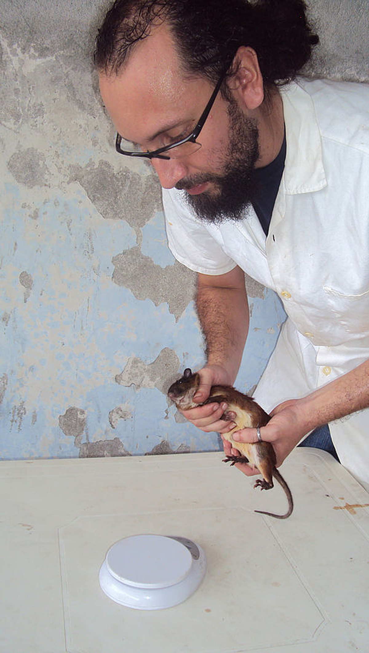 La rata semiespinosa habita desde Centroamérica hasta la costa pacífica de Colombia y Ecuador.